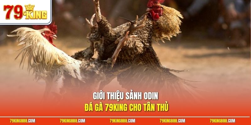 gioi-thieu-sanh-odin-da-ga-79king-cho-tan-thu Giới thiệu sảnh Odin đá gà 79King cho tân thủ