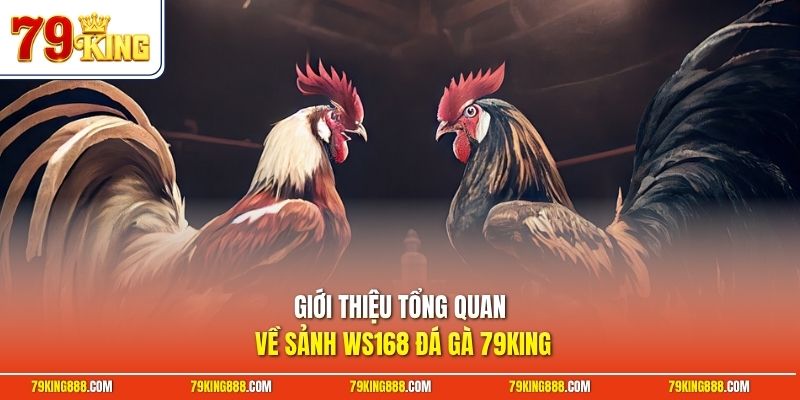 gioi-thieu-tong-quan-ve-sanh-ws168-da-ga-79king Giới thiệu tổng quan về sảnh WS168 đá gà 79King