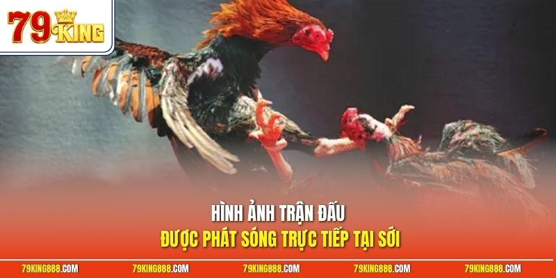 hinh-anh-tran-dau-duoc-phat-song-truc-tiep-tai-soi Hình ảnh trận đấu được phát sóng trực tiếp tại sới