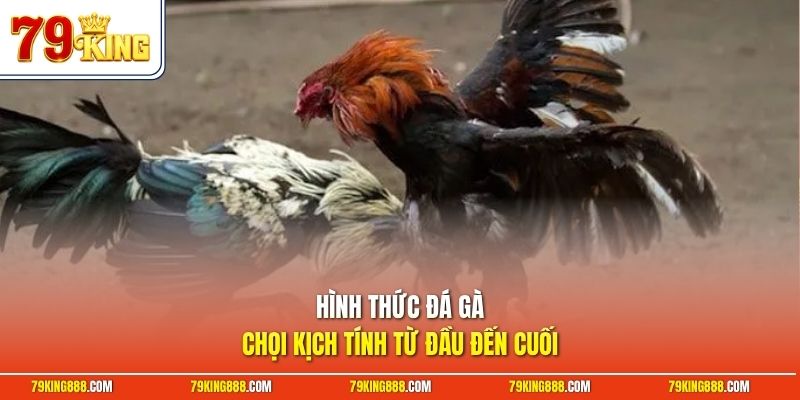 Hình thức đá gà chọi kịch tính từ đầu đến cuối