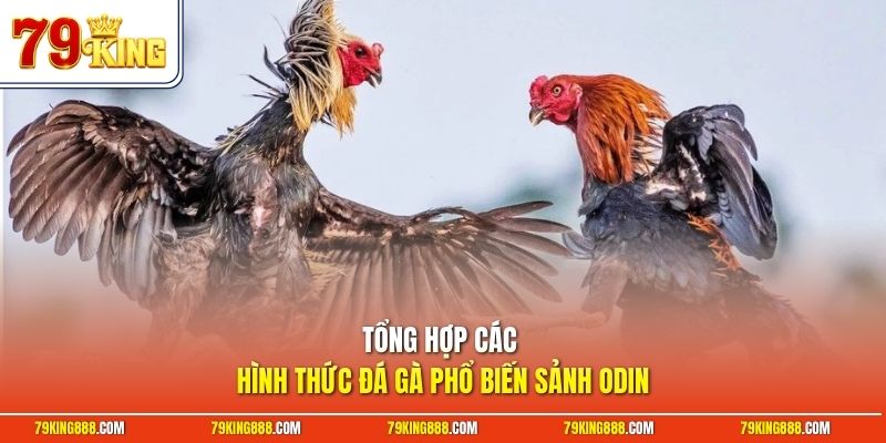 tong-hop-cac-hinh-thuc-da-ga-pho-bien-sanh-odin Tổng hợp các hình thức đá gà phổ biến sảnh Odin